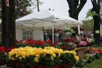 02-fiori.jpg