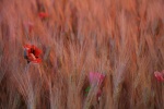 GiardinoReposizione (15).JPG